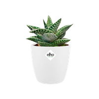 brussels round mini 7cm white